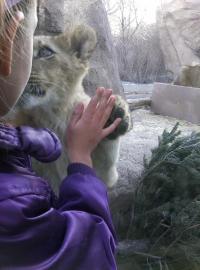 20130107__BabyLion~p1_200