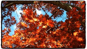 Oak in the yard November 08 2013