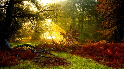 Rays of sunlight through trees revealing autumnal colours in Mark Ash Wood.