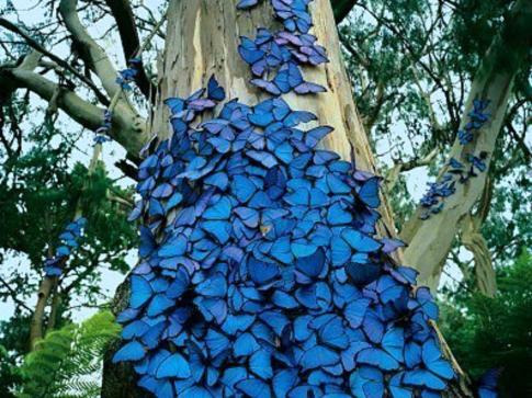 butterflies_tree_blue_animals_1024x768_hd-wallpaper-1886133