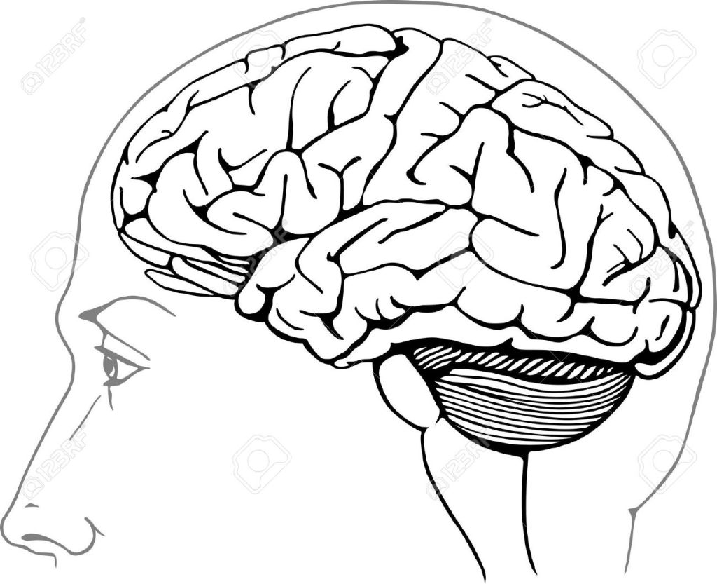 14687000-Human-brain-Stock-Vector-anatomy