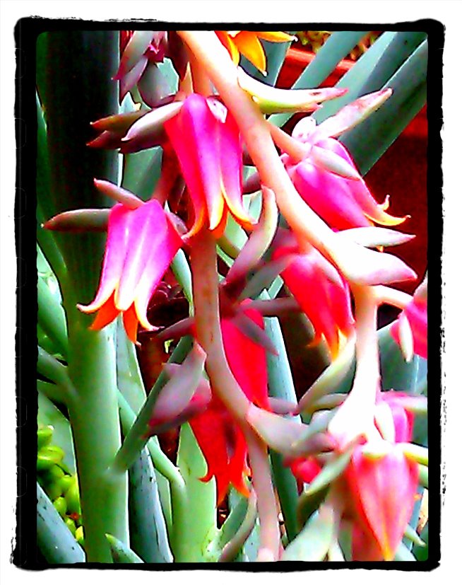 Album succulent flowers