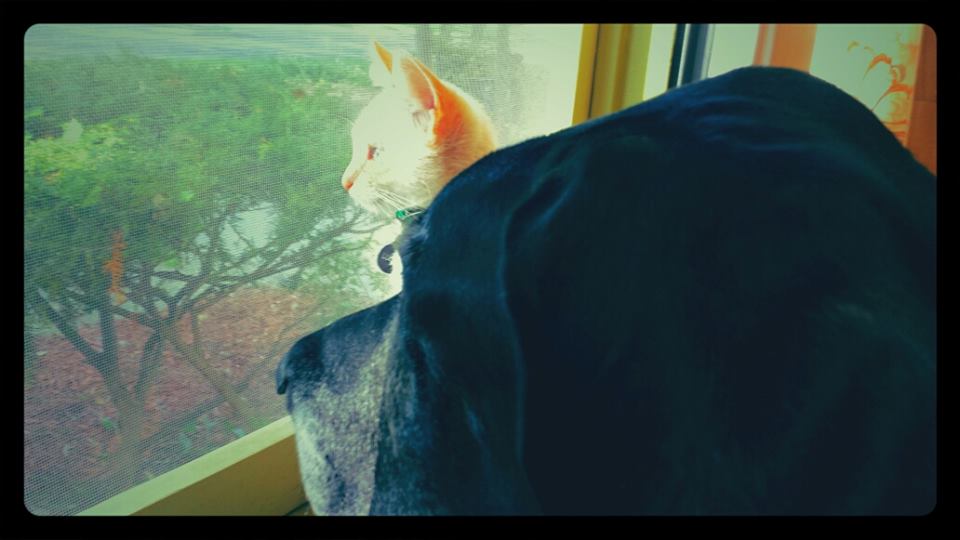 album Lucca and Matty the Great Dane