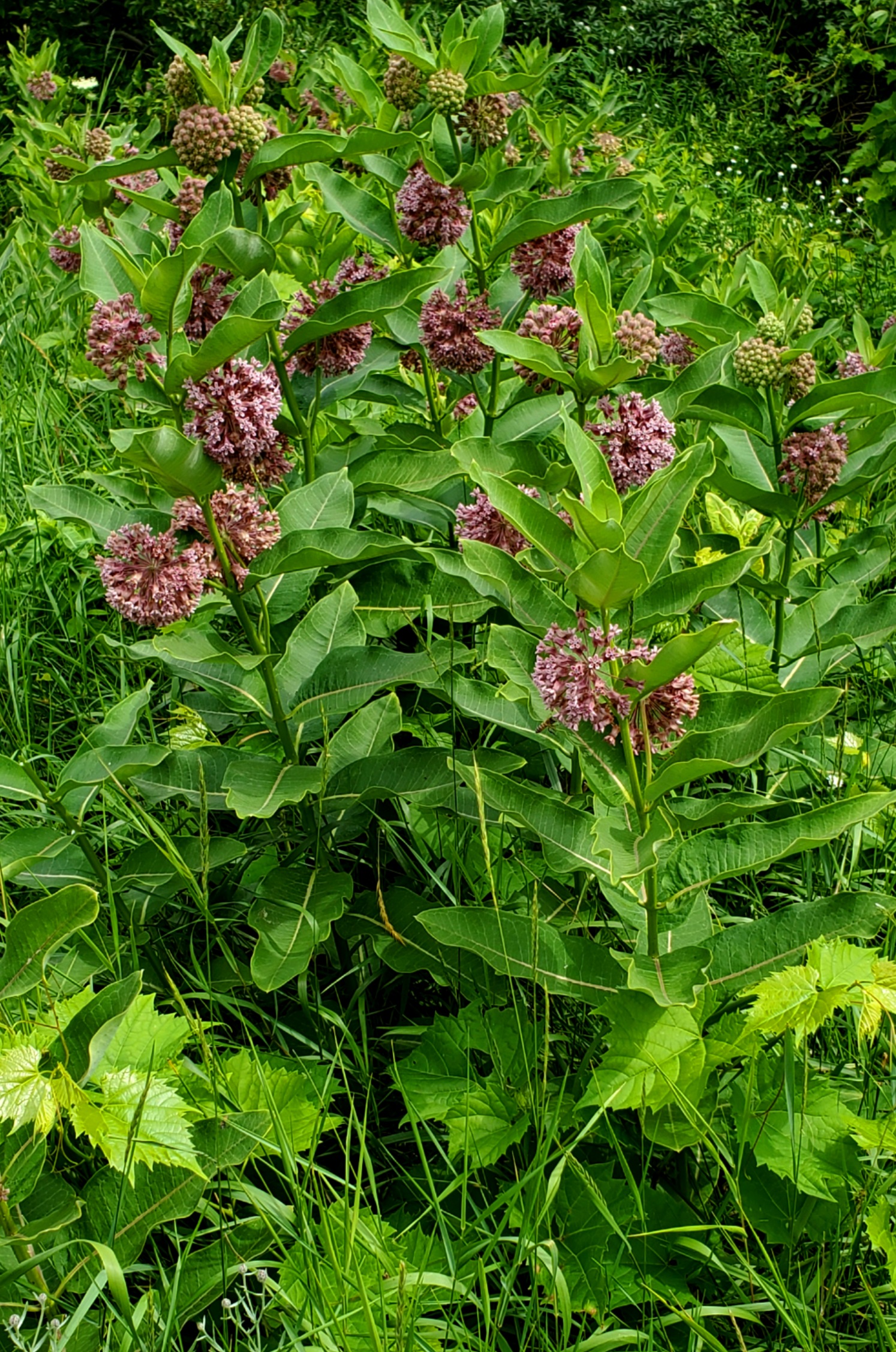 PicsArt_07-14-12.38.57